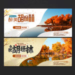 胡杨林