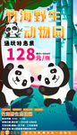动物园 大熊猫