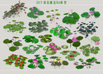 荷花睡莲