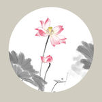 荷花