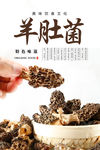 羊肚菌海报