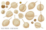 白蔻手绘素材