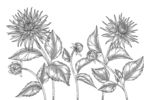 大丽花线描白描线条手绘插画