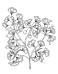 银杏素描白描线描手绘插画