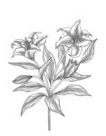 百合花素描线描白描手绘插画