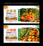 砂糖橘