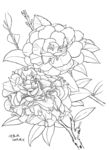 植物写生