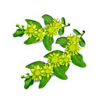 手绘枣花