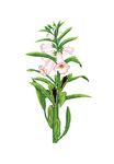 手绘芝麻