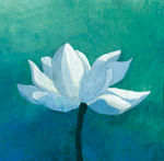 工笔花鸟画白莲花