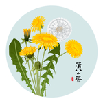 蒲公英