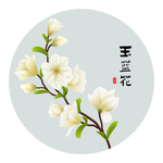 玉兰花