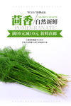 茴香海报