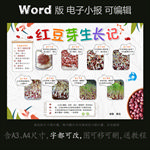 word版电子小报红豆芽生长记