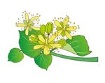 椴树花