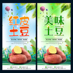 红皮土豆