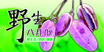 八月瓜海报