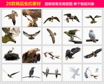 雄鹰鸽子免抠素材