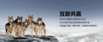狼性文化