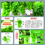 阳光玫瑰海报