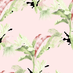 香蕉树