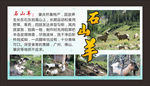 石山羊介绍山羊功效