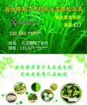 韭菜名片