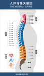 高清脊椎脊柱矢量图展板