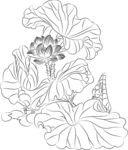 荷花 矢量图