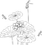 荷花 矢量图