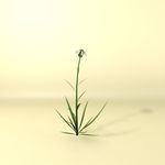 花草模型 植物模型 花卉模型