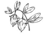 荷荷巴简笔插画