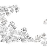 玫瑰花手绘素材