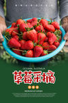 草莓采摘海报