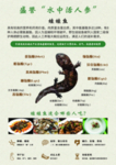 娃娃鱼营养价值海报图片
