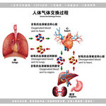 医学人体气体交换过程解剖图