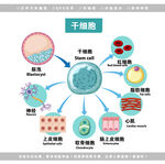 医学细胞插画