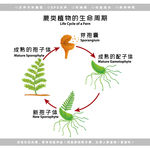 生物蕨类植物生命周期