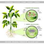 生物植物茎和根结构