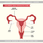 医学女性生殖系统解剖图