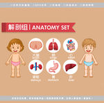 医学孩子人体解剖图