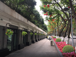 道路花卉景观设计效果图