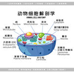 生物动物细胞解剖图