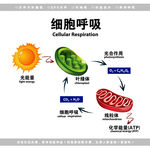 生物细胞呼吸