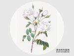 手绘白玫瑰插画