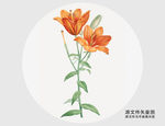 手绘橙色百合花插画