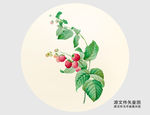 手绘植物红树霉插画