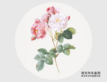 手绘玫瑰花插画