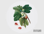 手绘无花果插画