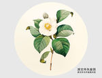手绘山茶花插画